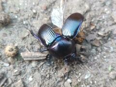 Geotrupes ibericus