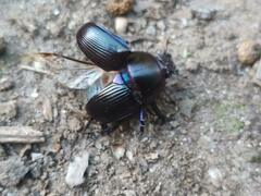 Geotrupes ibericus