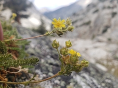 Ivesia lycopodioides