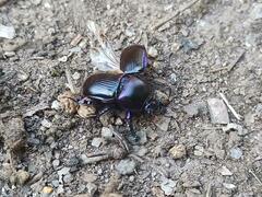 Geotrupes ibericus