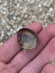 Cerastoderma glaucum