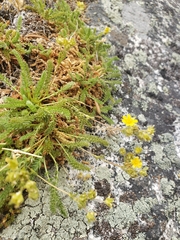 Ivesia lycopodioides