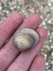 Cerastoderma glaucum