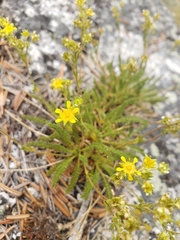 Ivesia lycopodioides