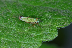 Versigonalia vermiculata
