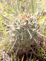 Coryphantha clavata stipitata