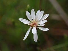 Symphyotrichum depauperatum