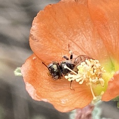 Macroteropsis