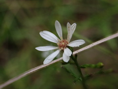 Symphyotrichum depauperatum