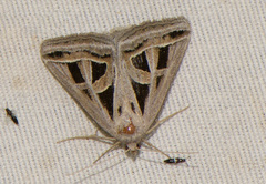 Callistege diagonalis
