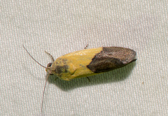 Ponometia semiflava