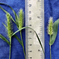 Setaria viridis