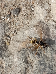 Conops quadrifasciatus