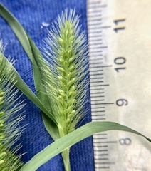 Setaria viridis