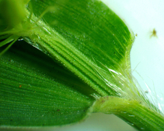Setaria viridis
