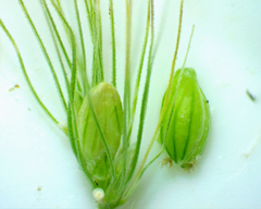 Setaria viridis