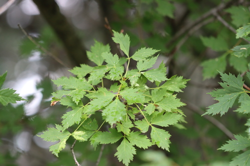 Rocky Mountain maple