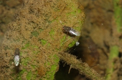 Brachydeutera sturtevanti