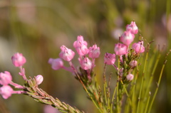 Erica excavata