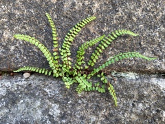Asplenium trichomanes