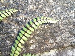 Asplenium trichomanes