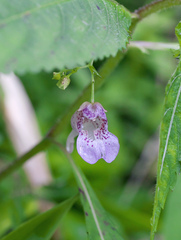 Impatiens hypophylla microhypophylla