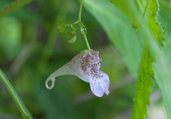 Impatiens hypophylla microhypophylla