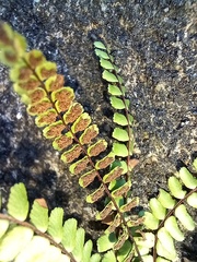 Asplenium trichomanes