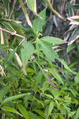 Impatiens hypophylla microhypophylla