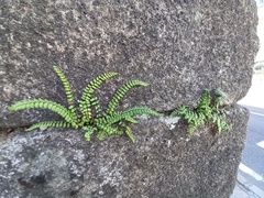 Asplenium trichomanes