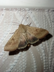 Helicoverpa armigera