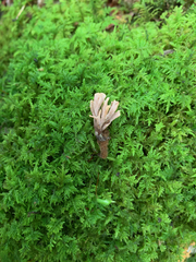 Clavulina castaneipes