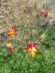 Aquilegia pubescens