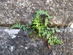 Asplenium billotii