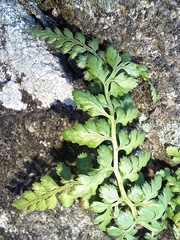 Asplenium billotii