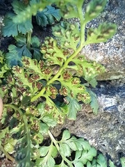 Asplenium billotii