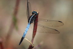 Cannaphila