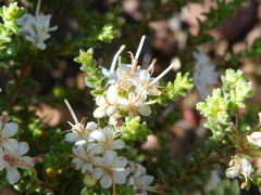 Macrostylis squarrosa
