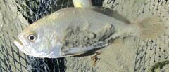 Larimus breviceps