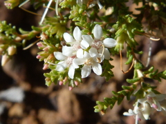 Macrostylis squarrosa