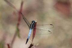 Cannaphila