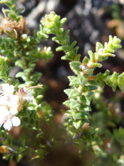 Macrostylis squarrosa