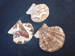 Flexopecten flexuosus