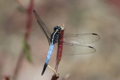 Cannaphila