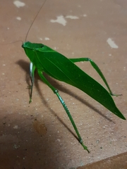 Frontinus
