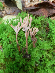 Clavulina castaneipes