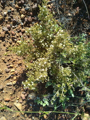 Macrostylis squarrosa