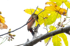 Dryobates callonotus