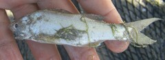 Polydactylus