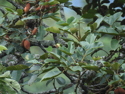 Dussia macroprophyllata